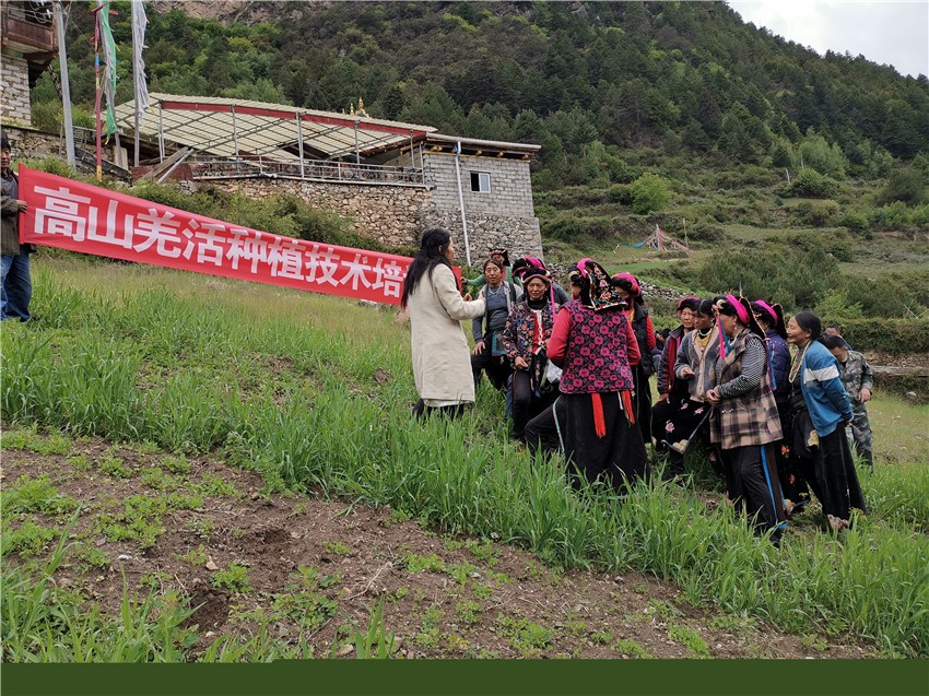 開展羌活.jpg 開展羌活.jpg